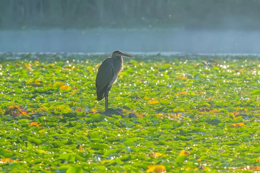 A heron stands on a rock surrounded by green lily pads in a sunlit wetland with mist in the background.