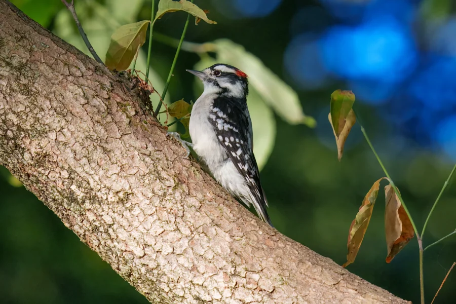 BOR - 09-02-2025 - 0031920 A small black-and-white woodpecker with a red patch on its head perches on the trunk of a tree with green leaves and a blurred blue background.