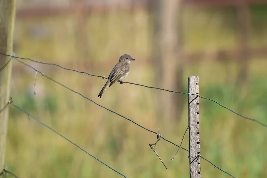 A small brown bird is perched on a wire fence in an outdoor setting with blurred green and yellow grass in the background.