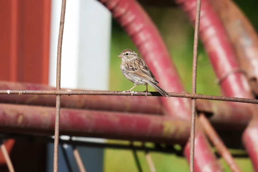 A small brown sparrow perched on a rusted metal wire, with red and green blurred background elements.