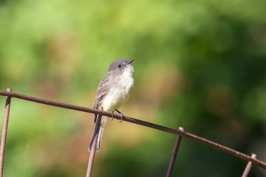 A small gray and white bird perches on a rusty metal rod with a blurred green background.
