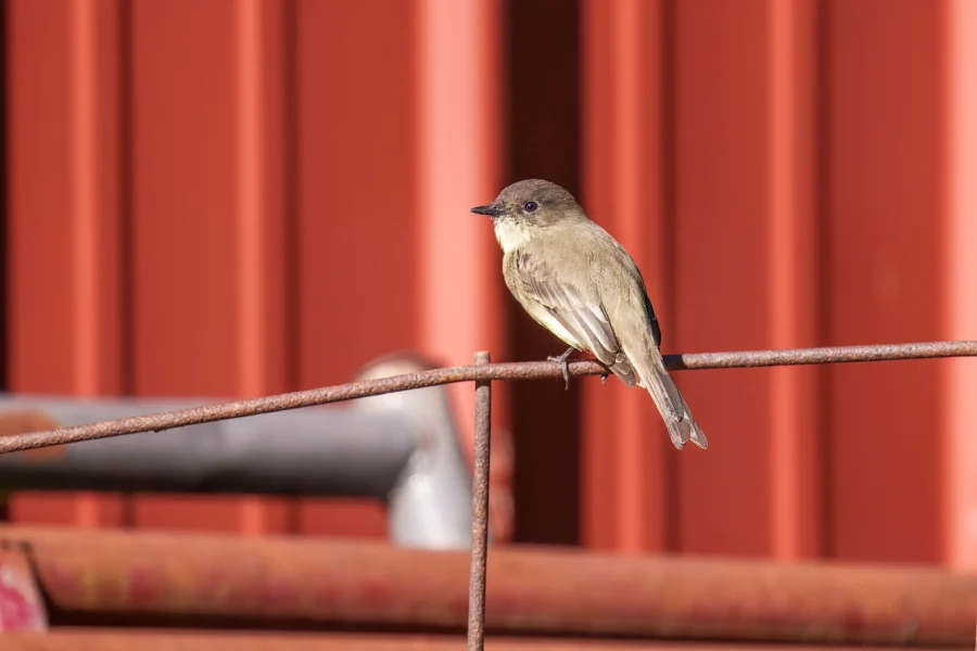 A small brown and yellow bird perches on a rusty metal rod, with a red metal wall in the background.