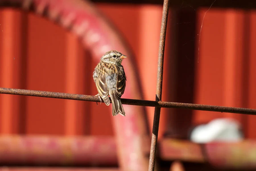 A small brown bird is perched on a rusty metal bar with a blurred red and white background.