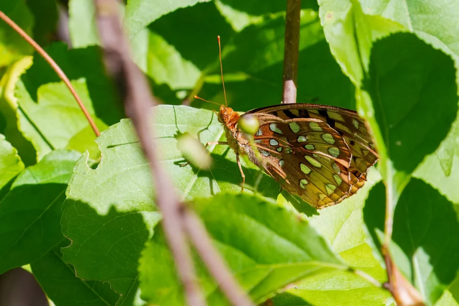 BOR - 09-02-2025 - 0131920 A brown and orange butterfly with white spots rests on a green leaf among other leaves in bright sunlight.