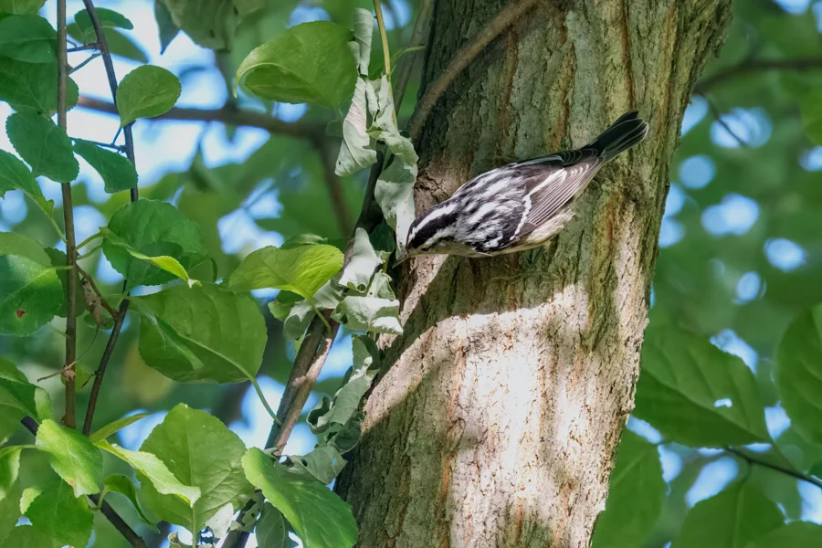 BOR - 09-02-2025 - 0151920 A small black-and-white bird clings to the trunk of a tree, partially hidden by green leaves, with sunlight casting dappled shadows.