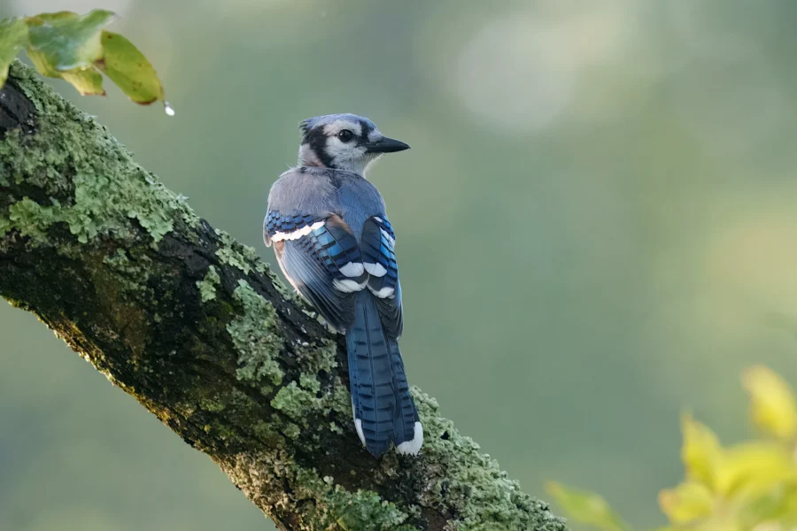 BOR - 09-11-2025 - 0011920 A blue jay with blue and white feathers is perched on a mossy tree branch, facing to the right against a blurred green background.