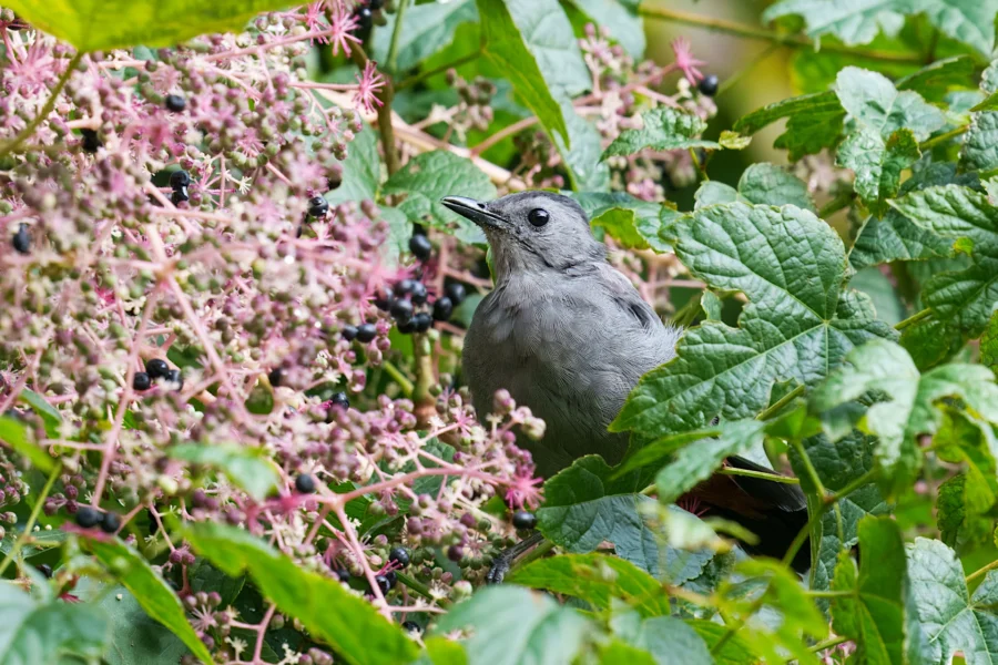 A gray bird sits among green leaves and clusters of small purple-black berries on a bush.