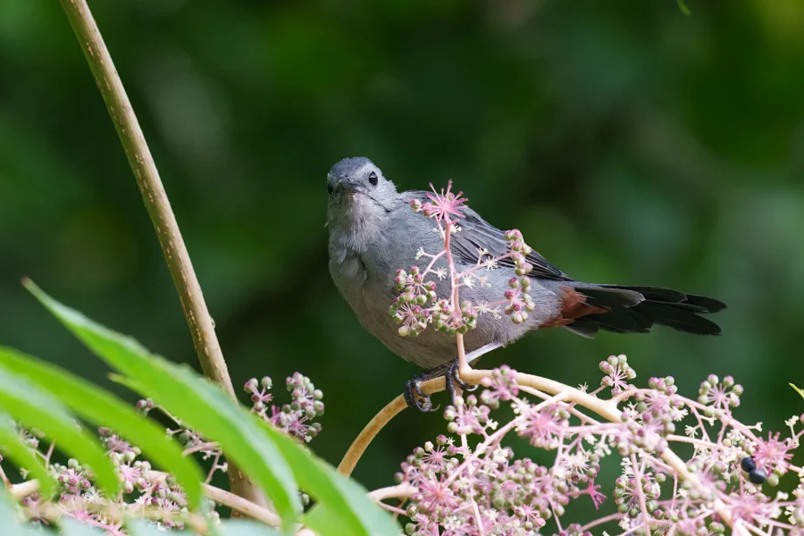 A gray bird perches on a branch with clusters of small pink flowers and green foliage in the background.