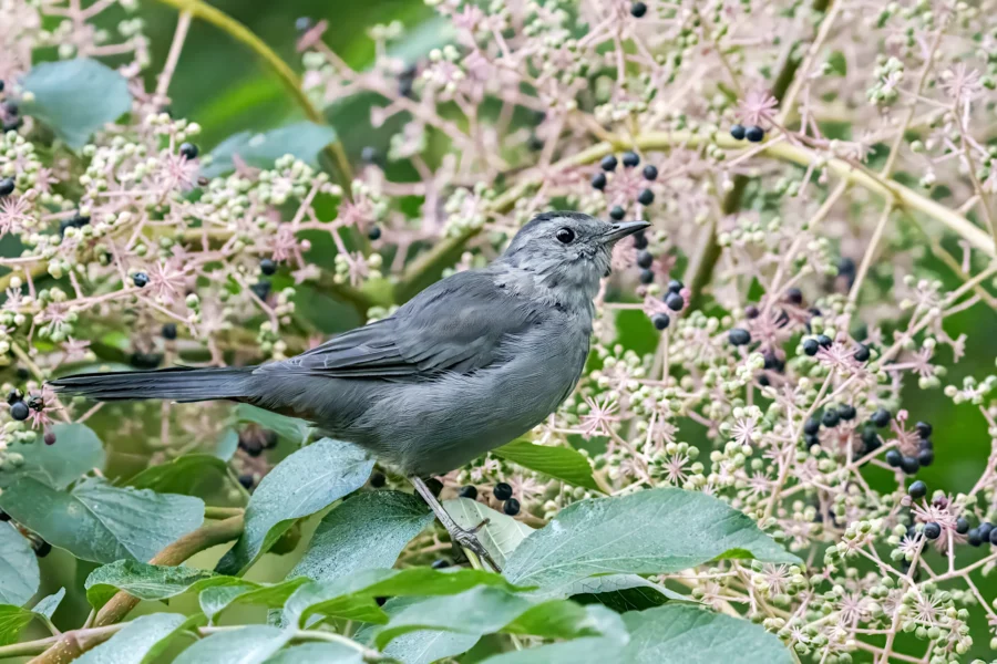 A gray bird perched on green leaves surrounded by clusters of pinkish-white flowers and small dark berries.