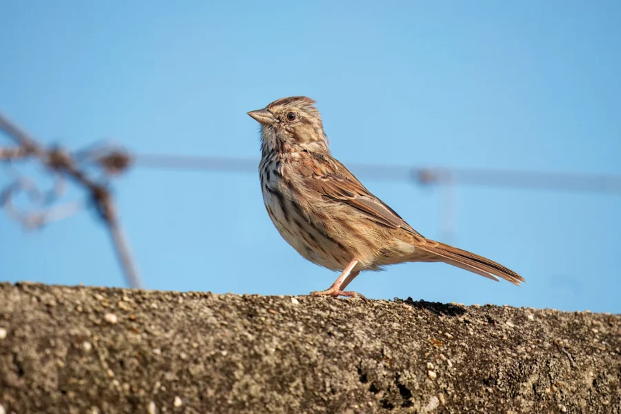 A small brown bird with streaked plumage stands on a rough concrete surface against a clear blue sky.