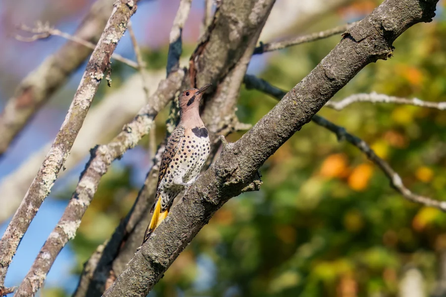 BOR - 09-11-2025 - 0071920 A Northern Flicker woodpecker with spotted plumage is perched vertically on the trunk of a tree, surrounded by branches and foliage.