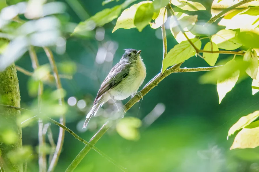 A small bird with a gray head and white belly is perched on a branch surrounded by green leaves in bright sunlight.