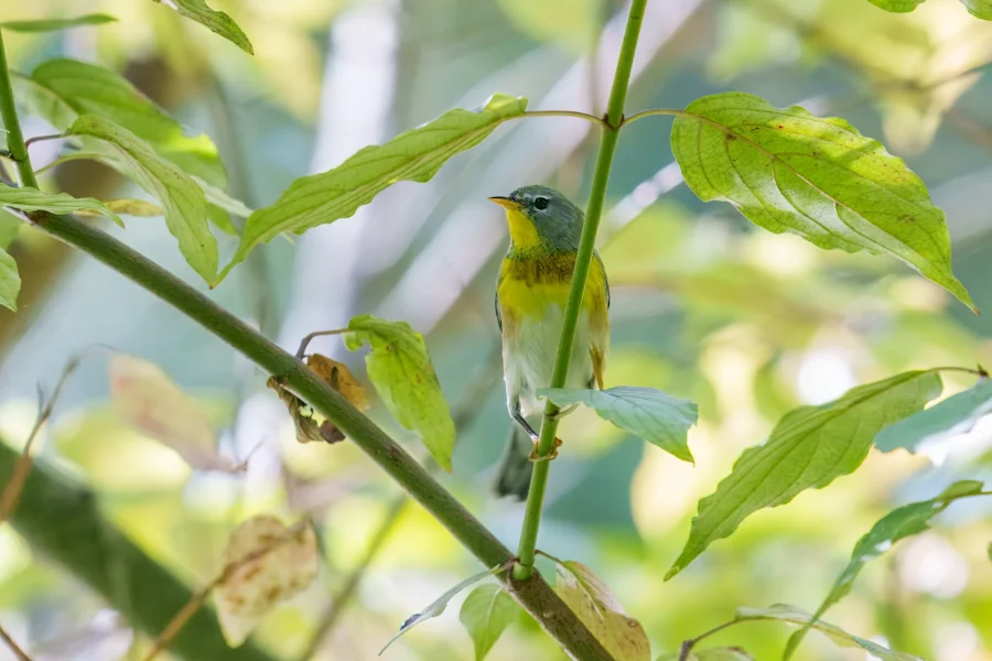 BOR - 09-11-2025 - 0101920 A small bird with green, yellow, and white plumage perches on a branch surrounded by green leaves in a sunlit forest.
