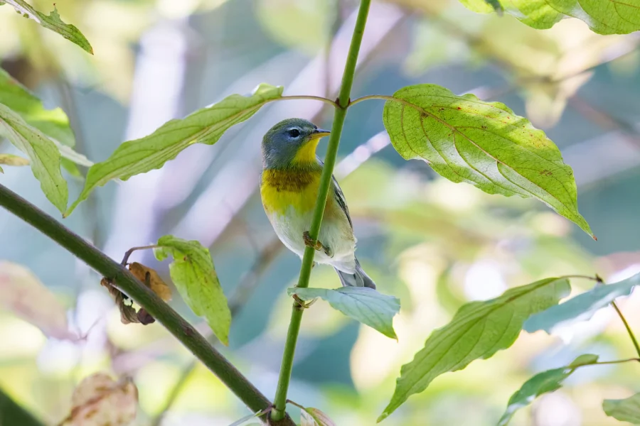 BOR - 09-11-2025 - 0111920 A small bird with blue, yellow, and white feathers is perched on a branch surrounded by green leaves.