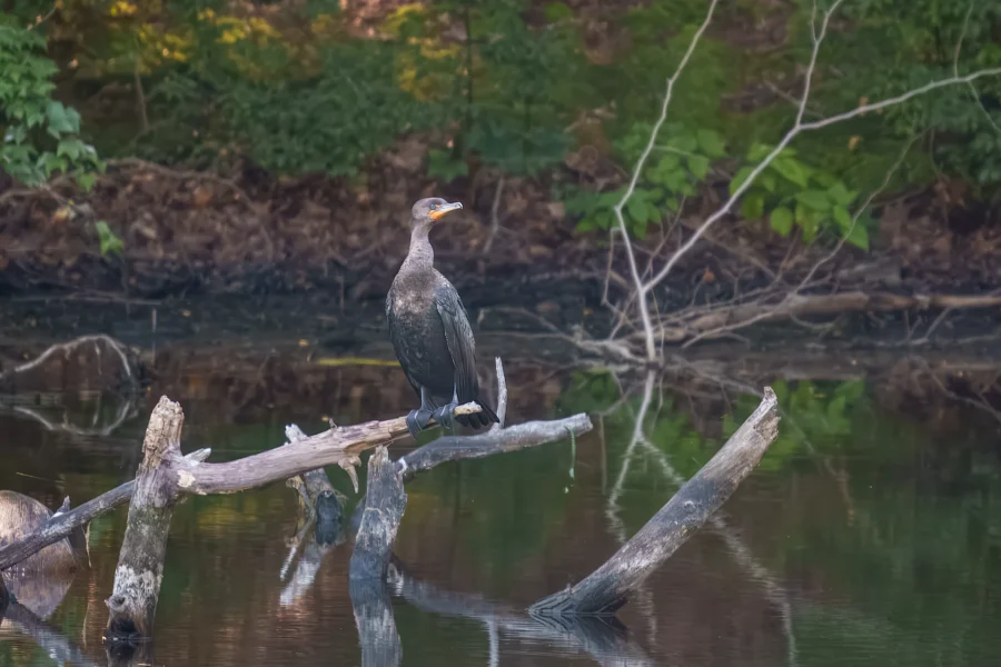 A cormorant stands on a fallen tree branch above calm water, with a forested background reflected in the pond.