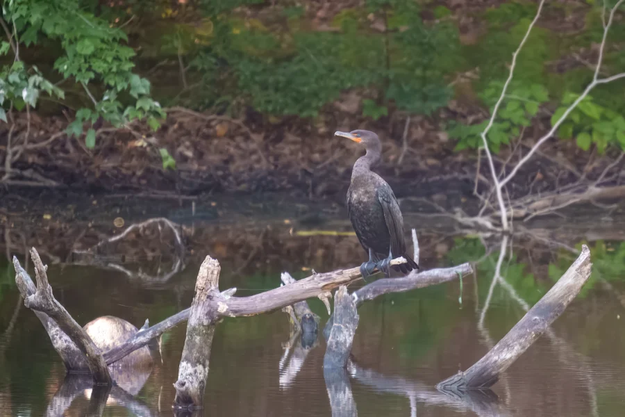 A cormorant is perched on a partially submerged tree branch in a calm, forested body of water.