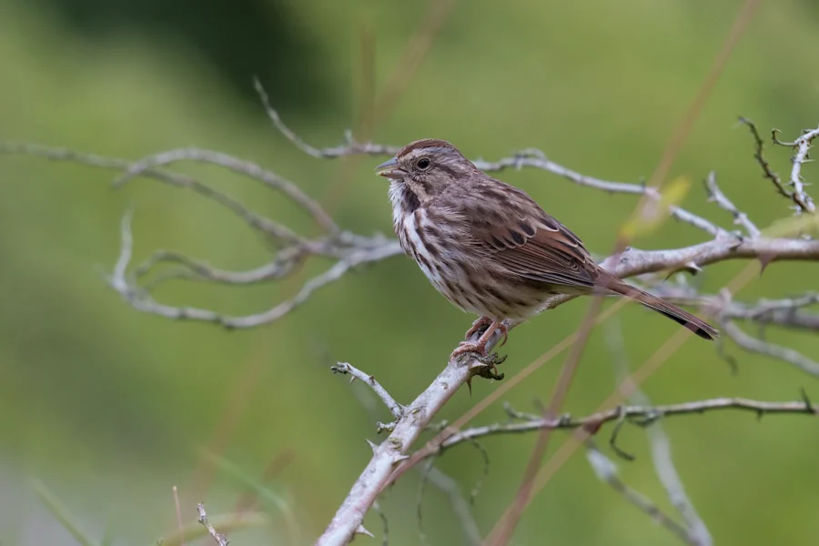 A small brown and white songbird with streaked plumage perches on a bare branch against a blurred green background.