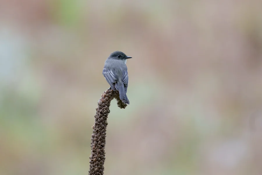 A small, gray bird is perched on the curved tip of a dried plant stem against a soft, blurred background.