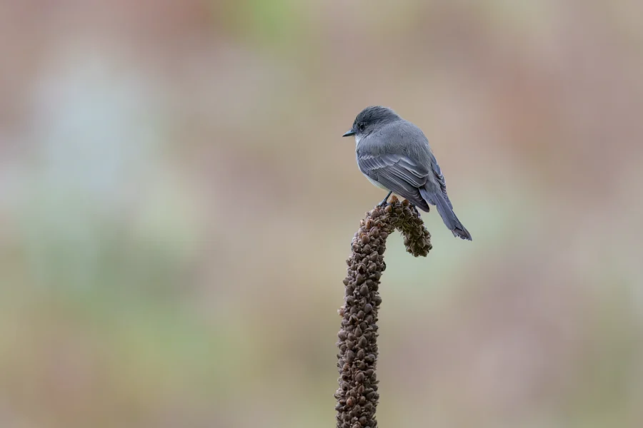 A small gray bird perches on the curved top of a tall, dried plant stalk with a blurred natural background.