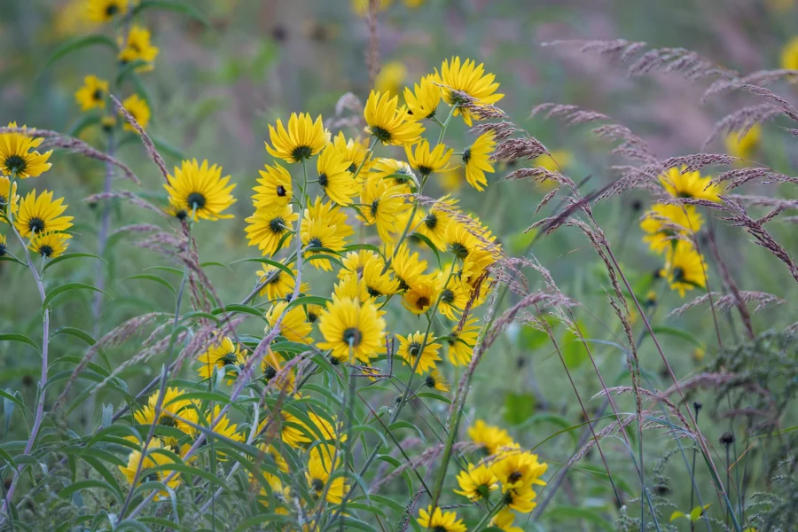 BOR - 09-26-2025 - 0071920 Cluster of bright yellow wildflowers and tall grasses growing together in a green meadow.