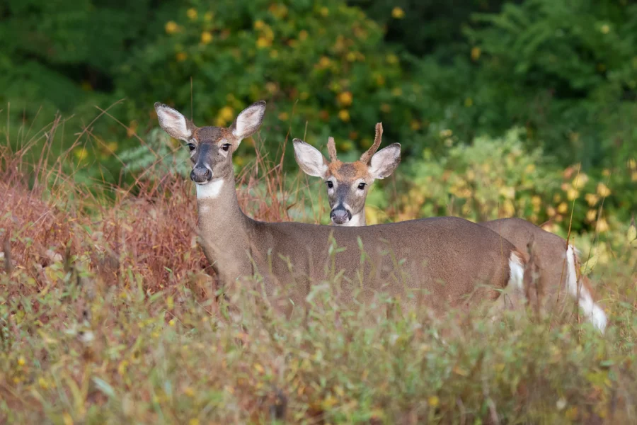 BOR - 09-26-2025 - 0101920 Two deer, one with small antlers and one without, stand in tall grass with green foliage in the background.
