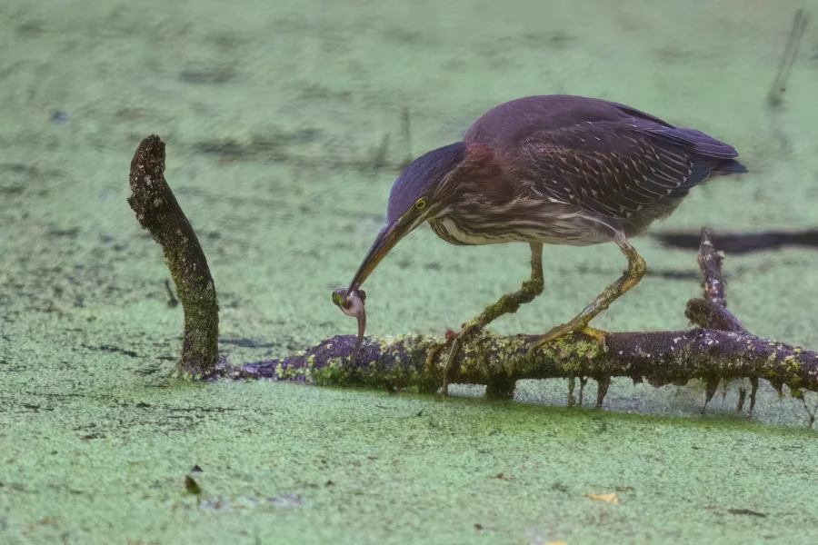 A green heron stands on a mossy branch in a pond, holding a small fish in its beak.