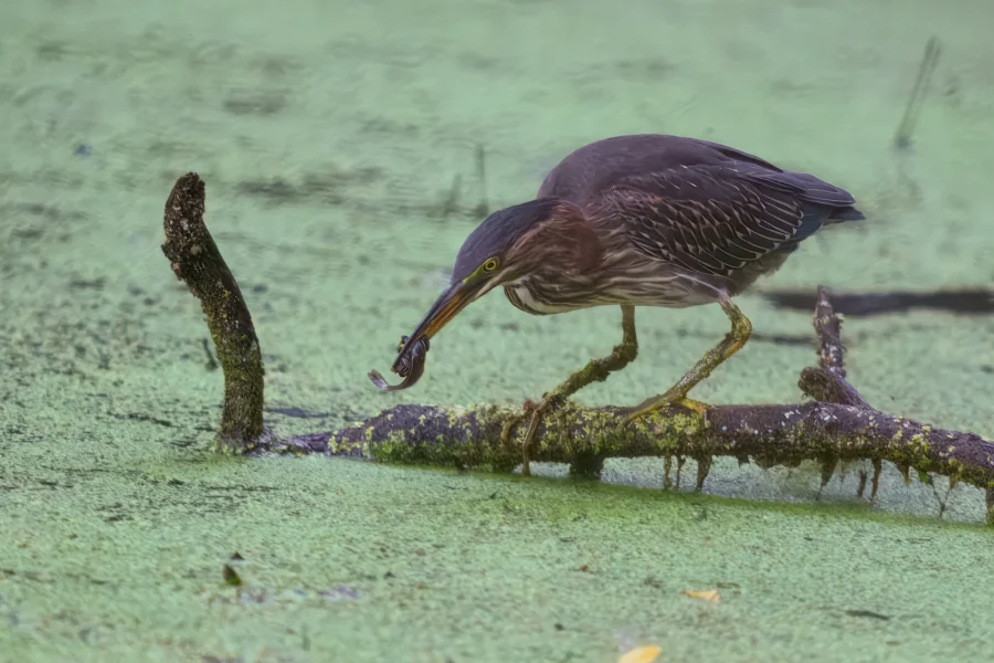 A green heron stands on a mossy branch above water, holding a small fish in its beak.