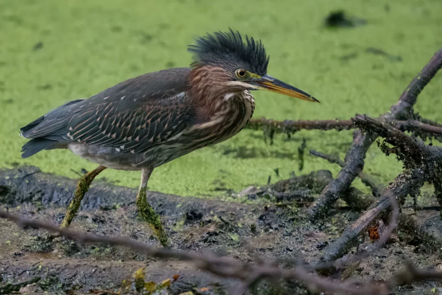 A green heron with spiky feathers stands on muddy ground near water covered in green algae, surrounded by twigs and branches.
