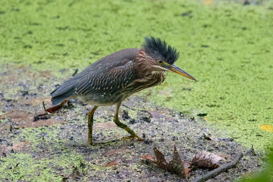 A small heron with a dark feathery crest stands in shallow water covered with green algae, surrounded by wet leaves and mud.