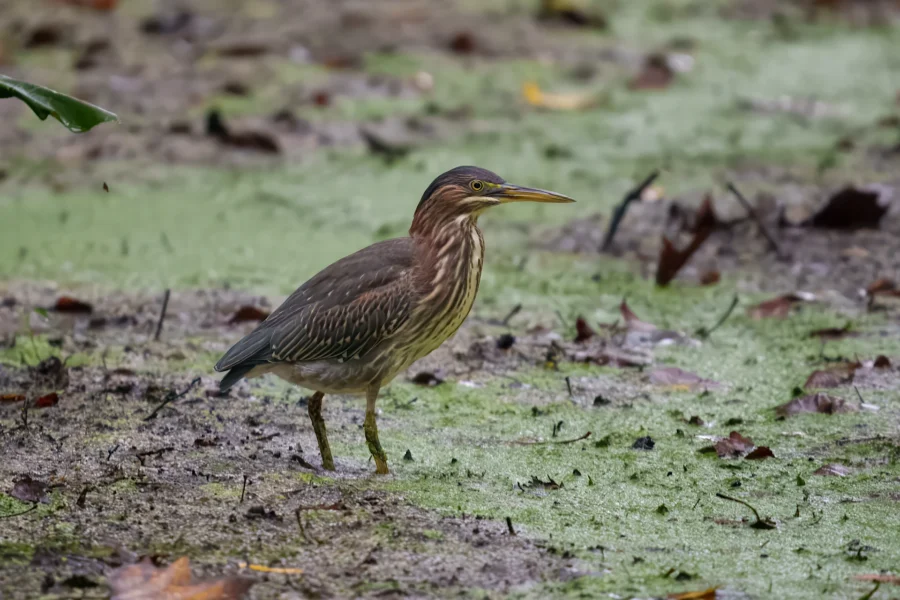 A green heron stands on muddy ground covered with green algae and scattered leaves.