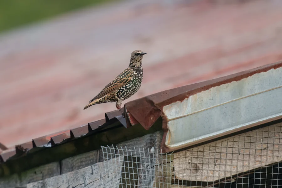BOR - 10-01-2025 - 0011920 A starling with speckled plumage stands on the edge of a corrugated metal roof with wire mesh and wood visible below.