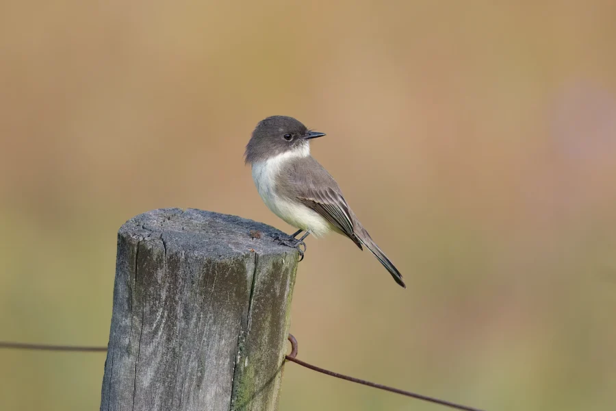 BOR - 10-01-2025 - 0031920 A small bird with dark head and wings, white belly, and light underparts perched on a weathered wooden post, with a blurred background.
