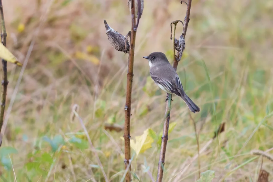 BOR - 10-01-2025 - 0061920 A small gray bird is perched on a thin, brown stem surrounded by dry grass and plants in a natural outdoor setting.
