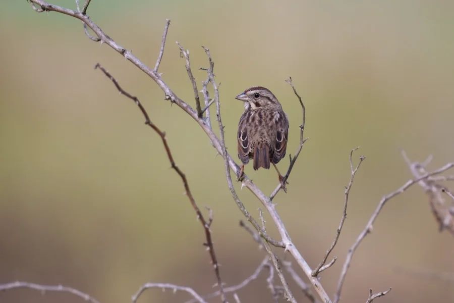 A small brown bird with streaked plumage is perched on a bare branch against a blurred green and tan background.