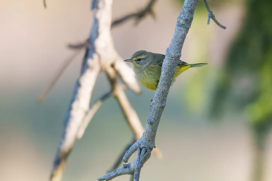 BOR - 10-01-2025 - 0111920 A small yellow-green bird perches on a thin tree branch with a soft, out-of-focus background.