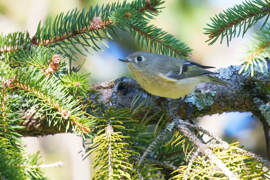 BOR - 10-01-2025 - 0121920 A small bird with olive-green plumage and a pale belly is perched on a branch of a pine tree surrounded by green needles.
