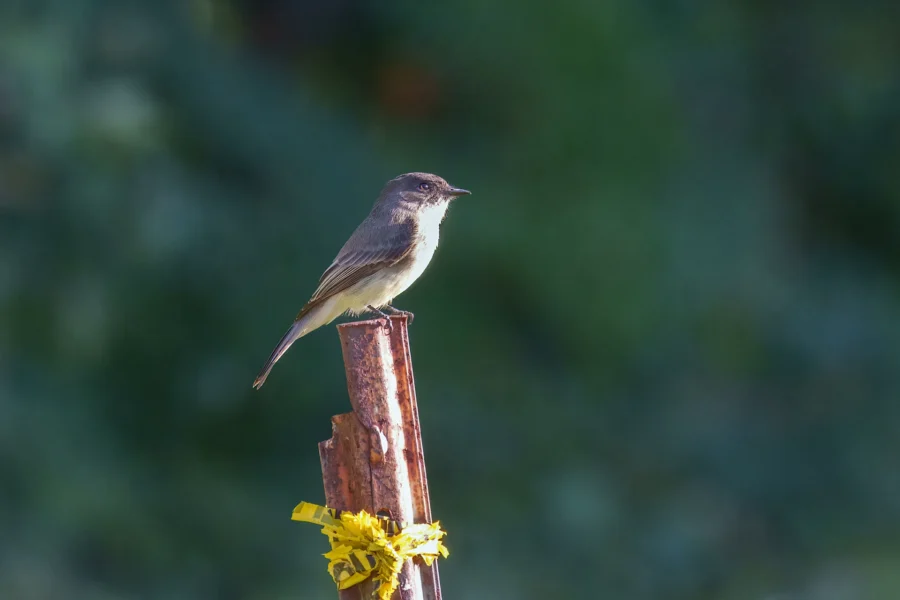 BOR - 10-01-2025 - 0141920 A small bird is perched on a rusty metal post with yellow tape tied around it, against a blurred green background.