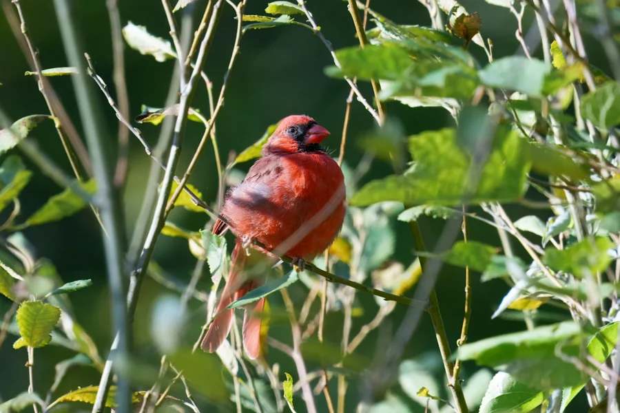A bright red cardinal perched on a thin branch surrounded by green leaves.