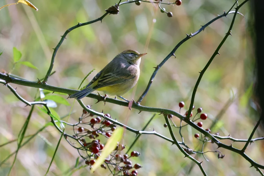 BOR - 10-01-2025 - 0201920 A small bird perches on a thorny branch with red berries, set against a blurred green background.