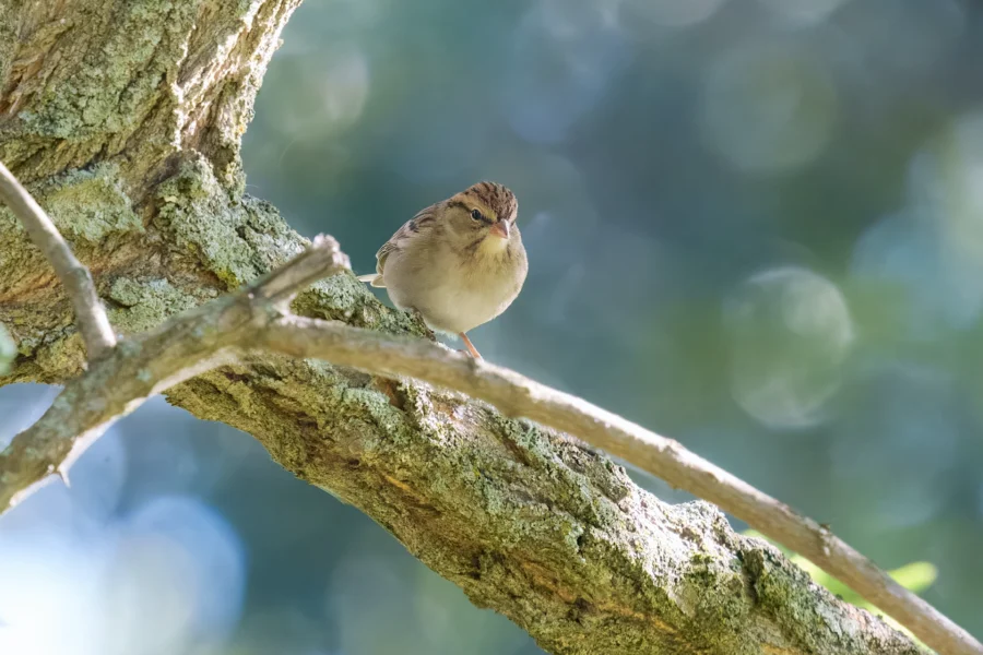 A small brown bird is perched on a mossy tree branch with a blurred green and blue background.