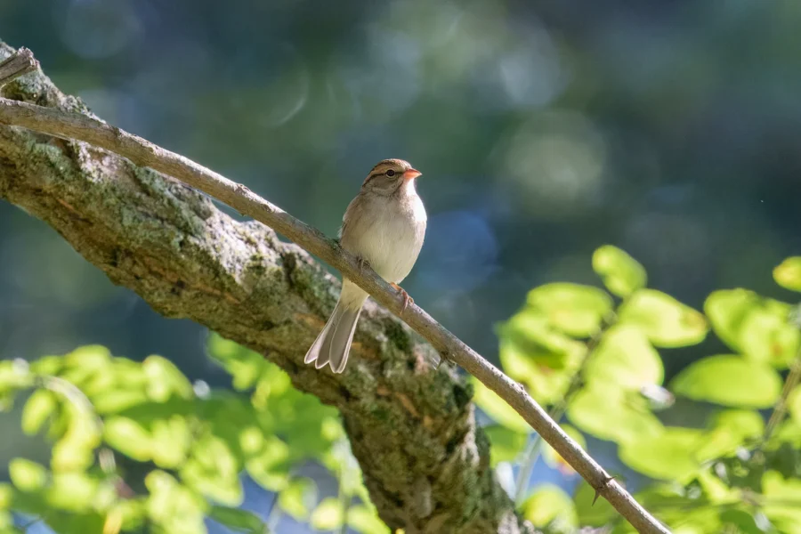 A small brown bird is perched on a slanted tree branch with green leaves and a blurred natural background.