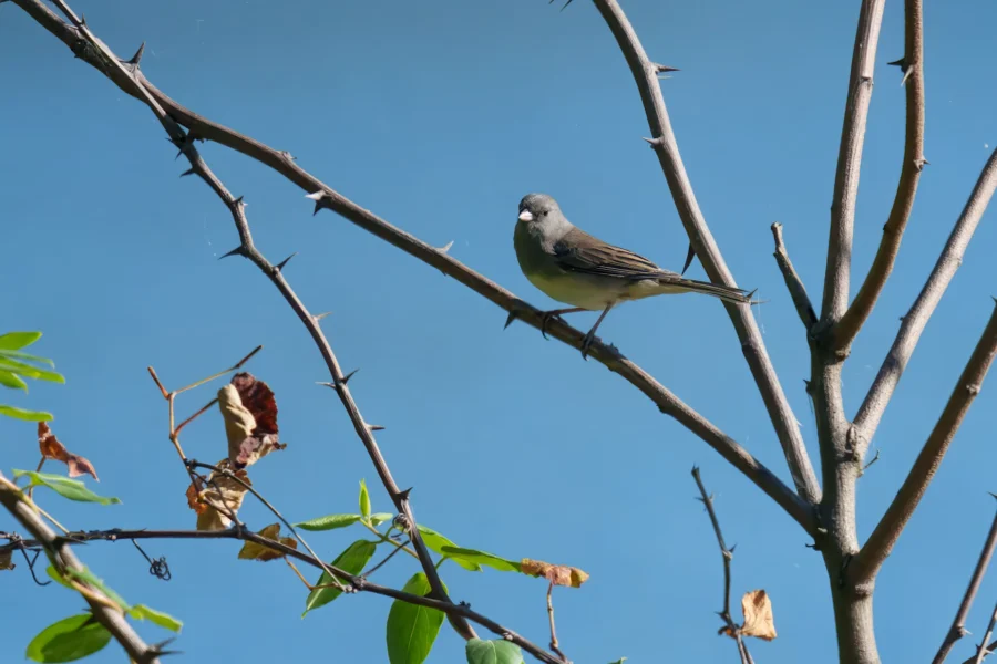 BOR - 10-01-2025 - 0281920 A small bird with gray and brown feathers perches on a branch of a thorny tree against a clear blue sky.