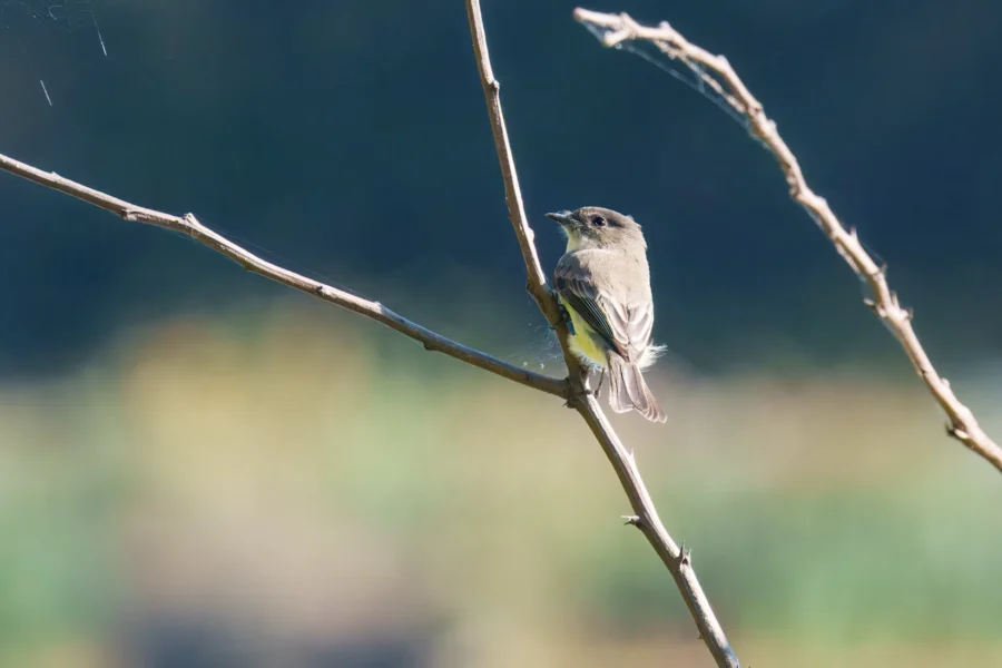 BOR - 10-01-2025 - 0291920 A small brown bird perched on a thin, bare branch against a blurred green and blue background.