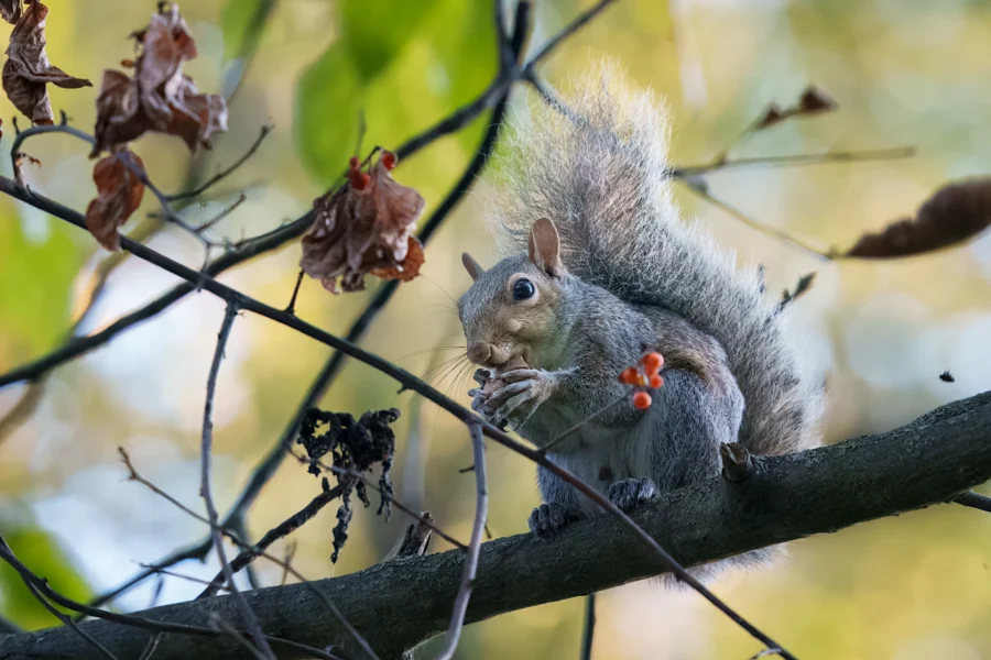 BOR - 10-15-2025 - 0011920 A gray squirrel sits on a tree branch, holding food in its front paws, surrounded by green leaves and some dried brown foliage.