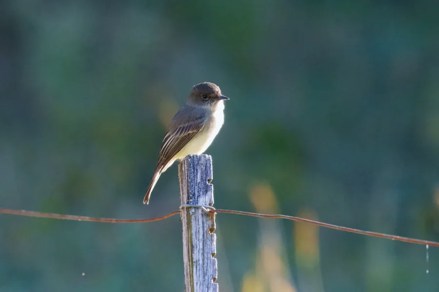 BOR - 10-15-2025 - 0031920 A small bird with brown and white feathers is perched on top of a weathered wooden fence post with a blurred green background.