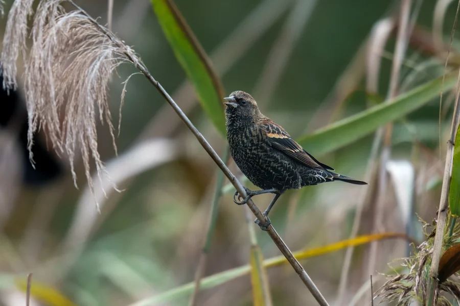 BOR - 10-15-2025 - 0071920 A small bird with dark, speckled plumage perches on a tall, thin reed among green and brown grasses.