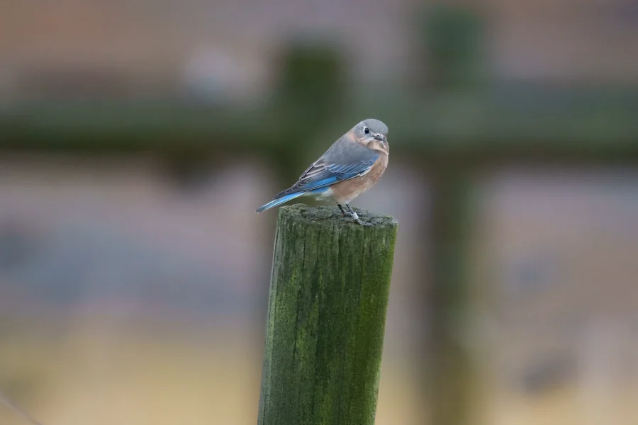 BOR - 10-15-2025 - 0091920 A small bird with blue and brown feathers is perched on top of a green wooden post with a blurred background.