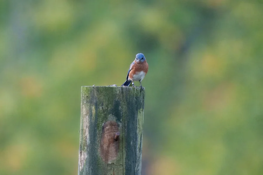BOR - 10-15-2025 - 0121920 A small bird with blue and rust-colored feathers is perched on top of a weathered wooden post against a blurred green background.