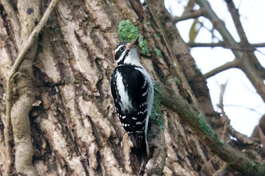 BOR - 10-15-2025 - 0131920 A black and white woodpecker clings to the trunk of a tree, facing upward, with branches and patches of green moss visible.