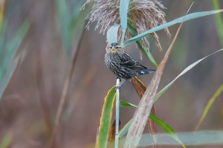 BOR - 10-15-2025 - 0141920 A small brown and black bird perches on a green reed with dried grass in the background.